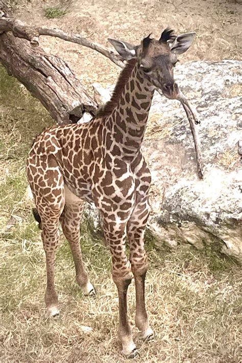 Baby giraffe Zuri dies at Cameron Park Zoo